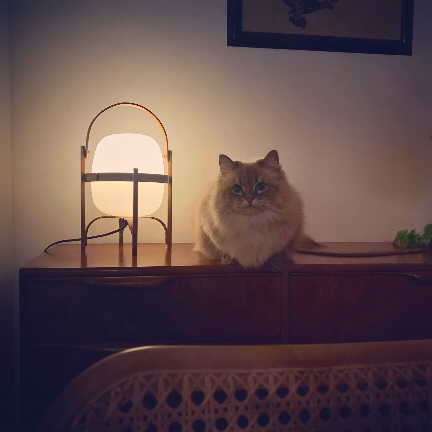TOMO Table Lamp - Zeenova